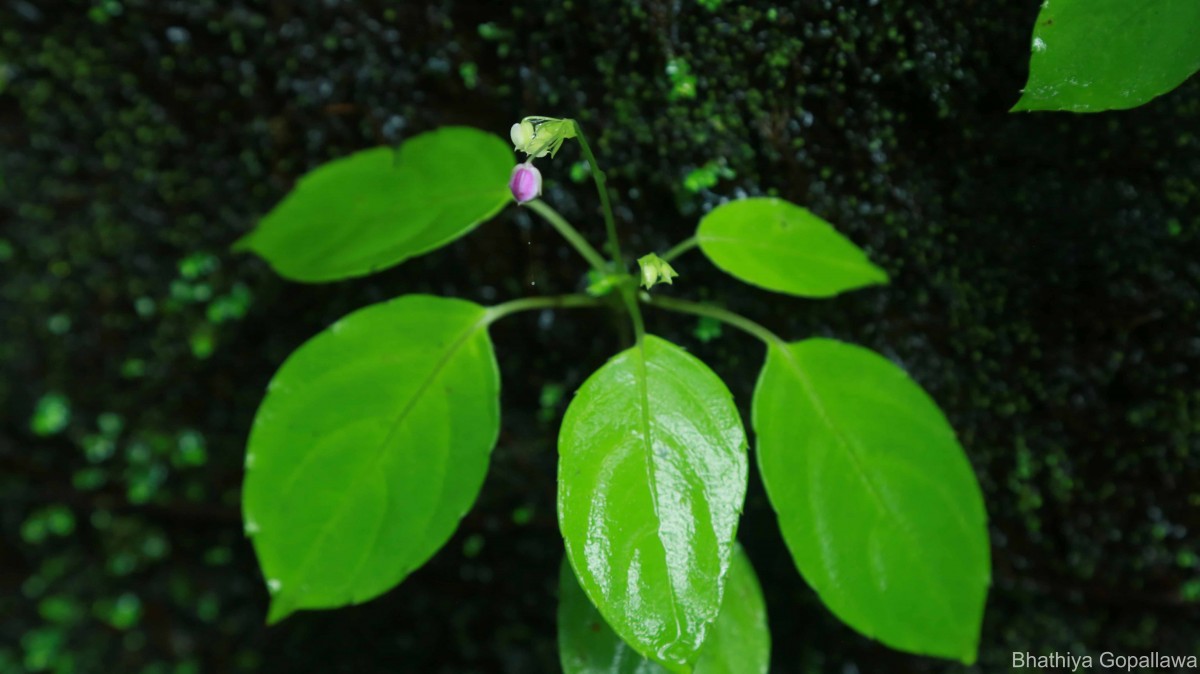 Impatiens yakandawalarum Gopallawa, Hapuarachchi & Jayathissa